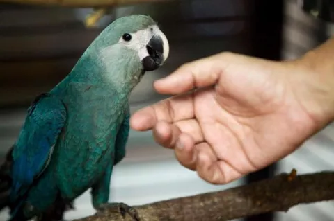 Infiel delatada por el loro de su pareja