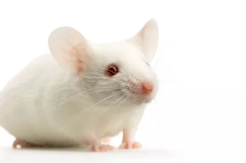 Crean la primera tiroides con células madre de ratón