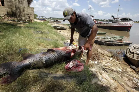 El pez gigante de los ríos suramericanos vuelve a Paraguay tras la veda