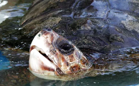 Massachusetts: Tratan a tortugas con acupuntura 