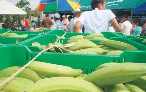 Cultivan plátanos de excelente calidad en tierras que eran  ácidas 