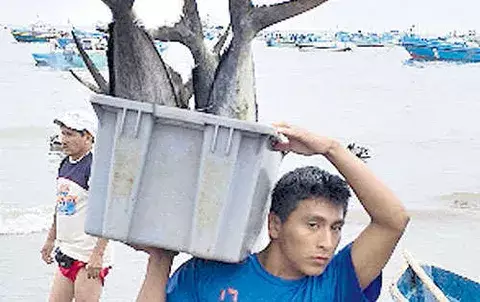 Realizarán estudios de atún en Panamá   