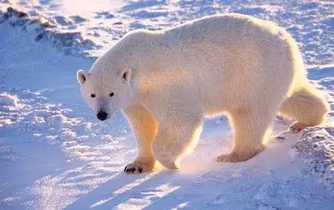 Especies se están achicando a causa del calentamiento global 
