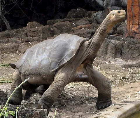 Tortuga gigante muere tras estar 40 años sin pareja