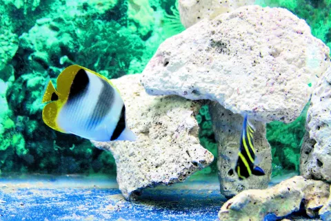 Peces de agua dulce y de agua  salada, corales y más 