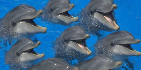 Hallados 101 delfines muertos en lo que va de año