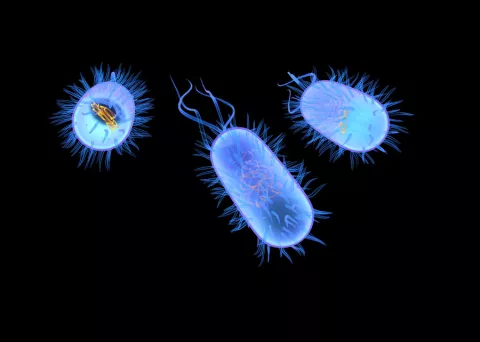 Crean una bacteria que produce combustible
