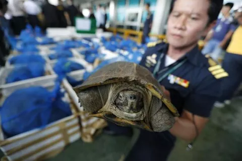 Hallan centenares de animales protegidos en un aeropuerto