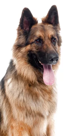 Un perro policía es llamado a declarar 