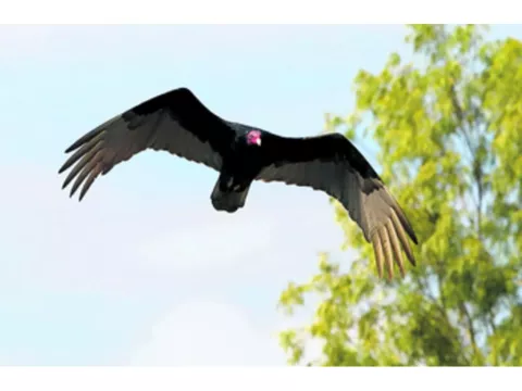 Gallinazos y talingos,  las aves que son más comunes en Panamá 