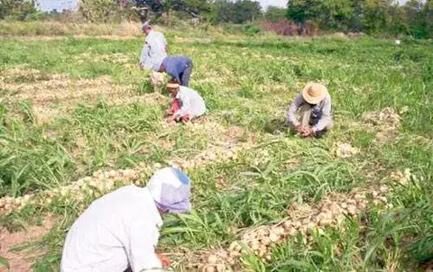 Pérdidas agobian al sector productivo de todo el país 