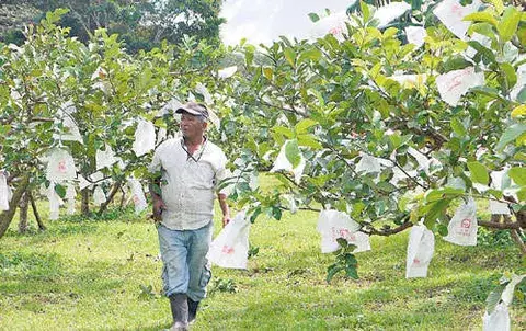 Guayaba taiwanesa,  una fruta que espera llegar al extranjero    