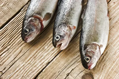 Científicos hallan los primeros peces con cáncer de piel