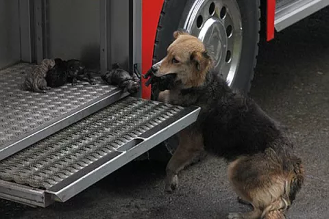 Perra salva de incendio a sus cinco cachorros 