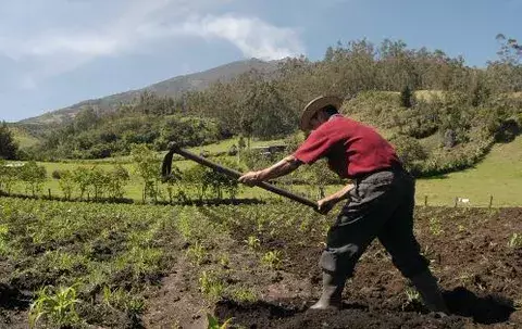 Crisis de producción del agro, afectado por aumento del salario