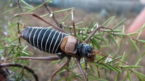 Hallan en España un insecto que se creía extinguido en Europa 