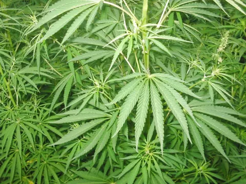Desarrollan una marihuana que no hace "volar"