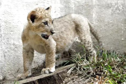 Disminuyen los leones en África 