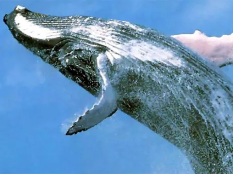 México: Ballena choca contra lancha de turistas en Baja California