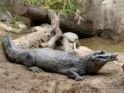 Una pareja tenía un caimán, un cerdo y unas tortugas en casa