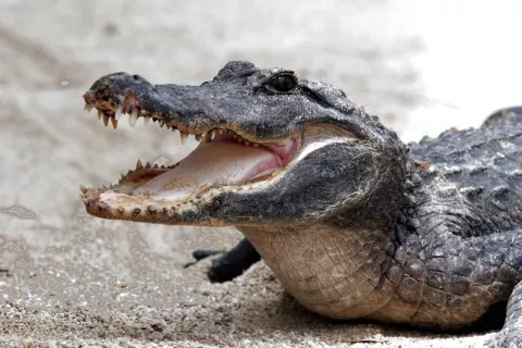 Miles de caimanes viven en los suburbios de Río