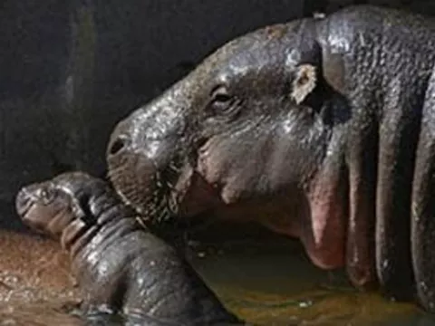 Nace un hipopótamo pigmeo en un zoológico