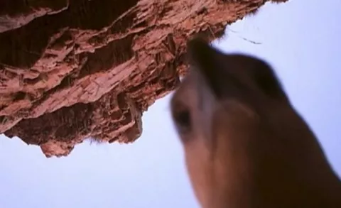 Un ave se roba una cámara de video en Australia y deja imágenes 