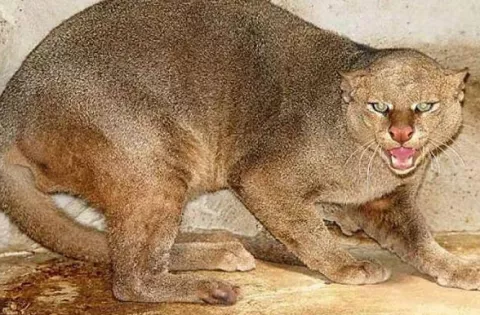 Un felino salvaje invadió las instalaciones de un hospital