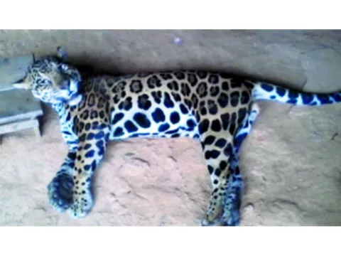 Los jaguares son animales en peligro de extinción 