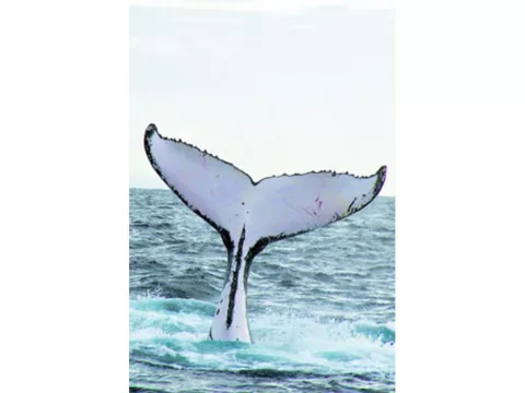 Octubre, mes especial de ballenas
