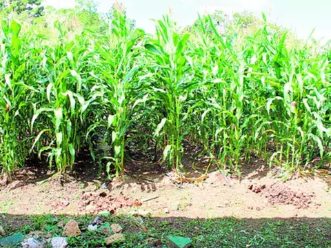 2,000 hectáreas serían sembradas con el maíz 