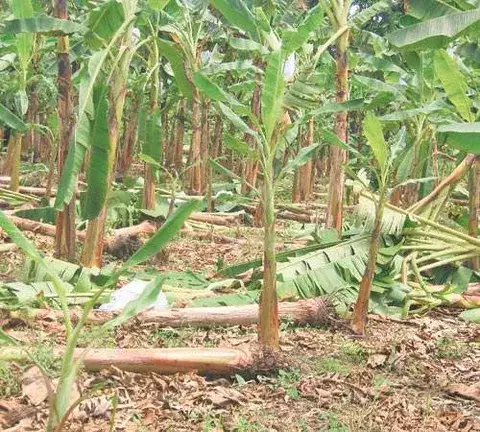  Vendaval destruye decenas de plantaciones en Barú 