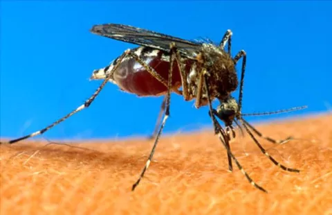 Llega el verano, los mosquitos, y el dengue