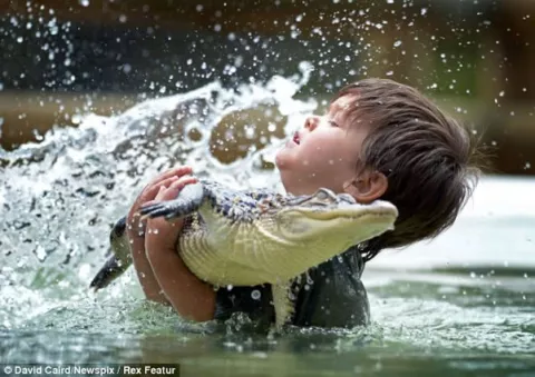 Niño de tres años doma caimán a la perfección