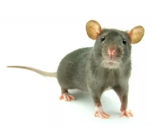 Equipo nipón frena tumor cerebral de un ratón con tecnología molecular