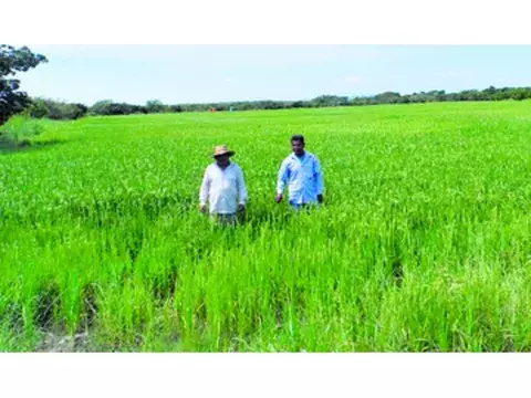 En el área han sembrado arroz desde hace 20 años  