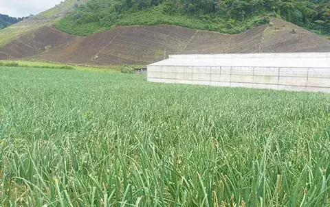 Intensas lluvias golpean  diferentes cultivos en el sector de tierras altas 