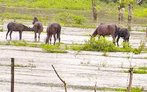Lluvias causan derrumbes de tierra 