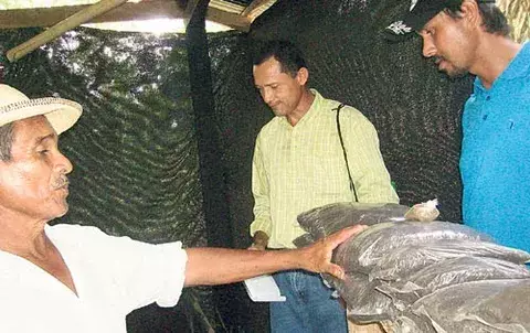 Campesinos producen sus alimentos libres de químicos 
