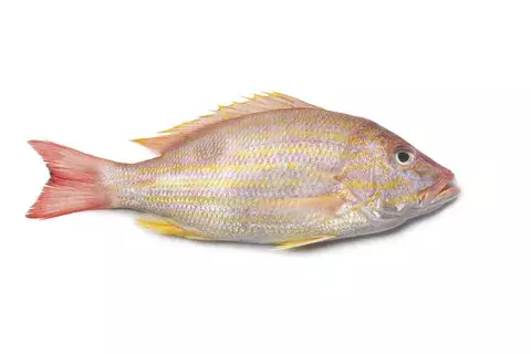 El ácido omega-3 aumenta el intelecto