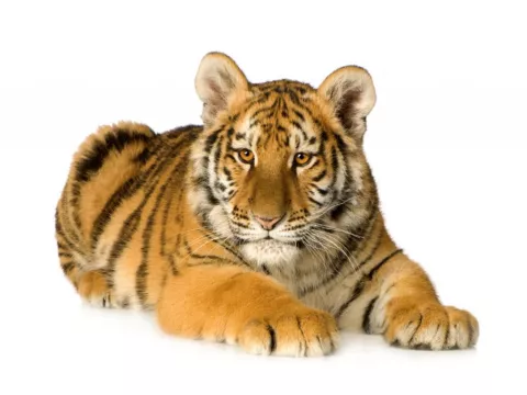 Seis tigres vivían en la azotea de un edificio