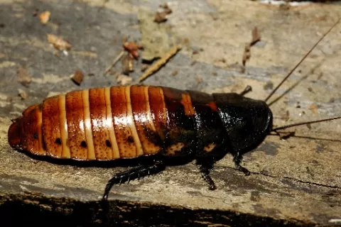 Hallan en Nueva York cucaracha invasiva resistente al frío