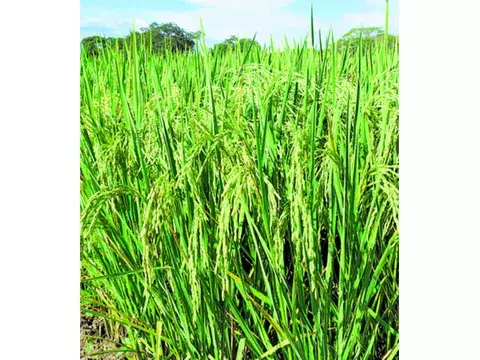 Variedades de arroz biofortificado son liberadas en Chiriquí 