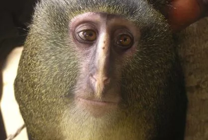 Hallan una nueva especie de mono africano 