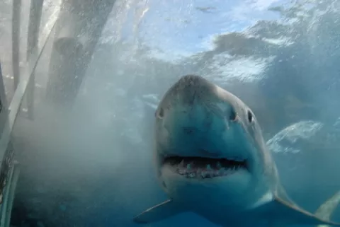 Tiburón mata a adolescente que practicaba surf 