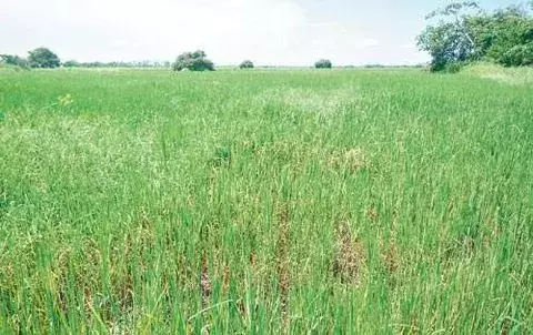 Peligro para arroceros en Coclé 