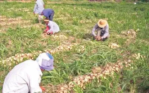 En la época de cosechas  no habrá importaciones de papas ni cebollas 