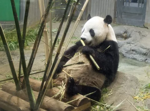 Muere cría de panda nacida en el zoológico 