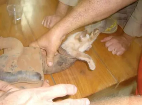 Un gato fue succionado por el motor de un camión