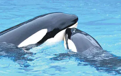 Estudian lenguaje de las orcas 